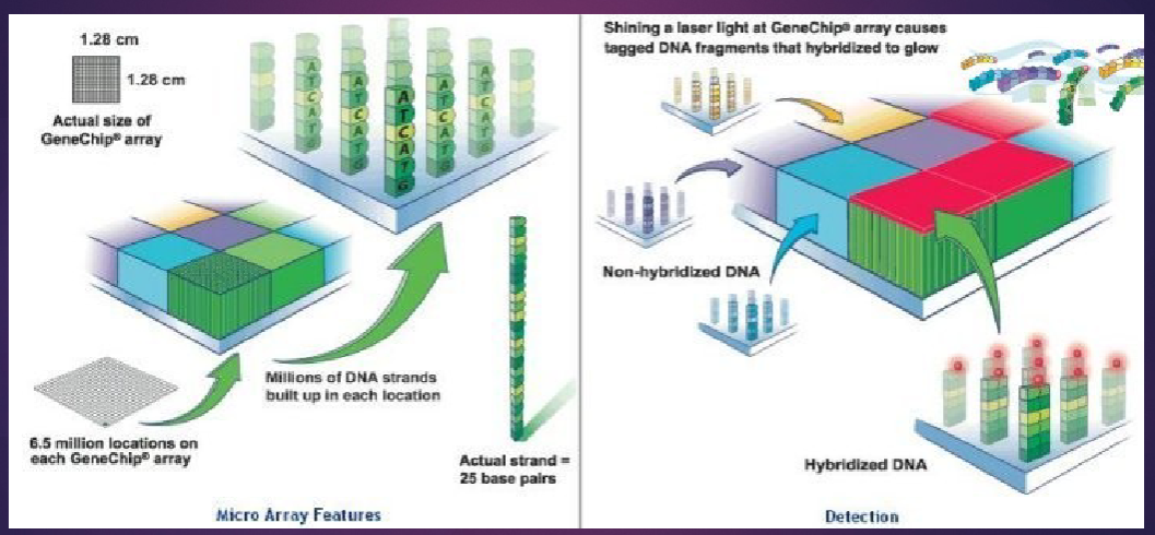 <p>Gene expression (transcriptomics).</p><p>SNP genotyping (SNP arrays).</p><p>Structural variant detection (array CGH).</p>