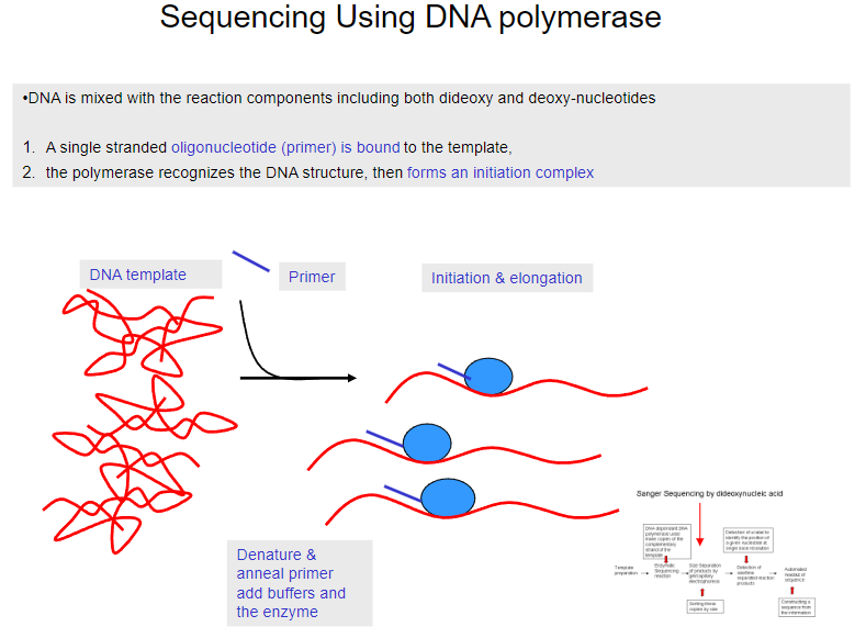 <p><strong>DNA is mixed</strong> with reaction components, including both dideoxy and deoxy-nucleotides.</p>