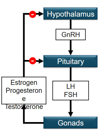 <p>•Males: Main sex steroid is testosterone.</p><p>•Females: Main sex steroids are estrogen and progesterone.</p><p>All three steroids are produced in both sexes.</p>