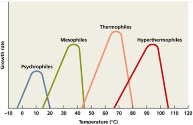 <p>Thermophiles are microorganisms that thrive and exhibit optimal growth at elevated temperatures</p><p></p><p>-Typically ranging from 45 to 80 degrees Celsius</p><p></p><p>e.g. cyanobacteria, green-sulphur bacteria</p>