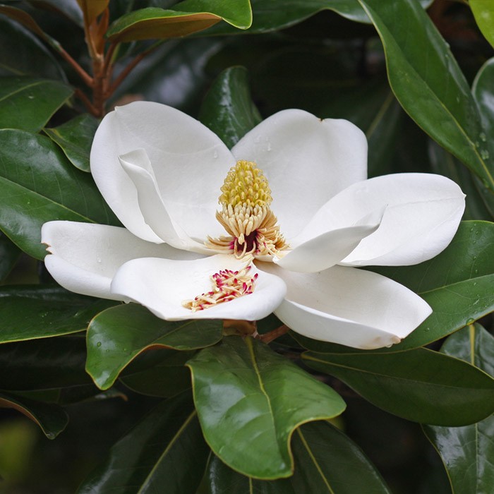 <p><em>Magnolia grandiflora</em></p><p><em>simple/alternate</em></p>