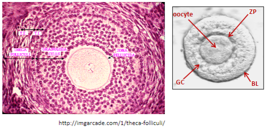 <p>Granulosa cells (GC) multiply.</p><p>The oocyte secretes another protective acellular layer called the zona pellucida (ZP).</p>