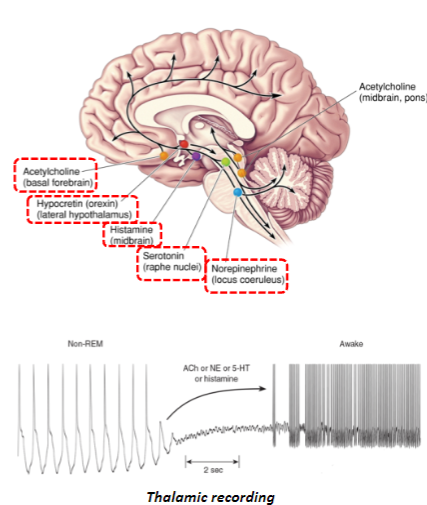 <p><strong>Increased Brainstem Activity:</strong></p><p>During wakefulness, brainstem activity increases. Several sets of neurons increase firing rates in anticipation of waking and enhance the wake state.</p><p><strong>Neurotransmitters Involved:</strong></p><p>Acetylcholine (ACh), serotonin (5-HT), norepinephrine, and histamine are key neurotransmitters that promote wakefulness.</p><p><strong>Effects on Thalamus and Cortex:</strong></p><p>These neurons synapse directly with brain regions like the thalamus and cerebral cortex. Increased excitatory activity suppresses rhythmic firing patterns seen during sleep in both regions.</p>