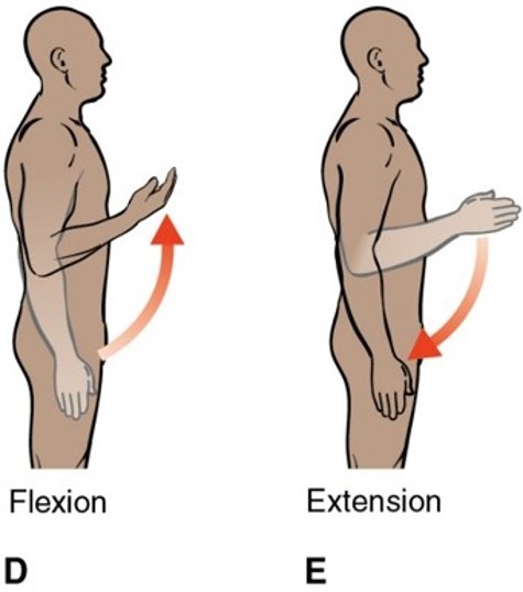 <p>What plane and axis does flexion/extension occur in?</p>