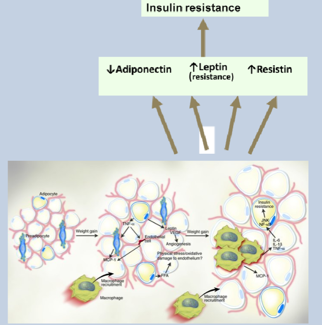 <p>Leptin secretion is high, but there is resistance to leptin.</p>