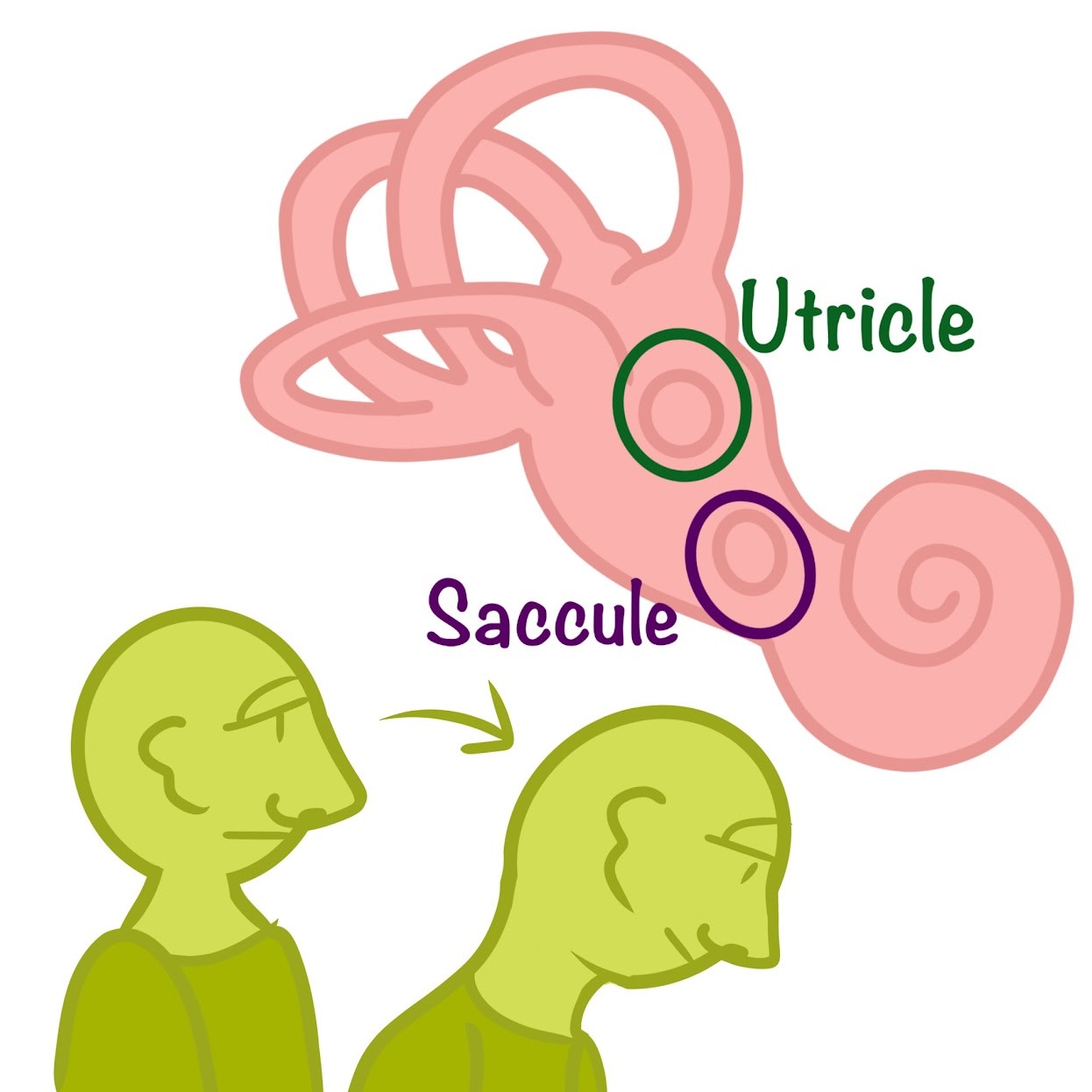 <p>Contain granules (otoliths/ear stones) that allow us to <span class="tt-bg-green">perceive position relative to gravity</span> or l<span class="tt-bg-green">inear movement</span>/acceleration</p>