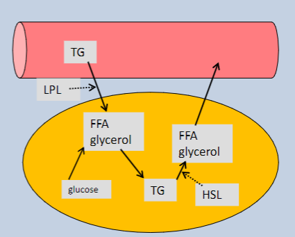 <p>Triglycerides (TG) are hydrolyzed by Hormone-Sensitive Lipase (HSL) to release free fatty acids (FFA) for energy use.</p>