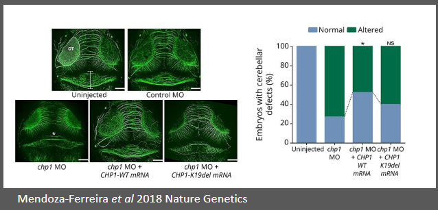 <p>Autosomal recessive cerebellar ataxias (ARCAs) are neurodegenerative disorders.</p><p>WES (Whole Exome Sequencing) identifies mutations, such as the one in CHP1.</p><p>Mutation in CHP1 causes dysfunction in cerebellar function, leading to ataxia.</p><p>RNA rescue experiments introduce functional RNA to rescue or confirm the pathogenic effect of mutations.</p>