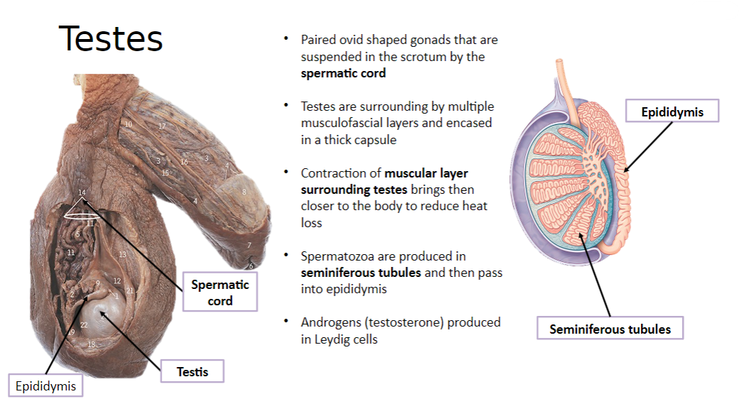 <p>The Leydig cells in the testes produce androgens, such as testosterone.</p>