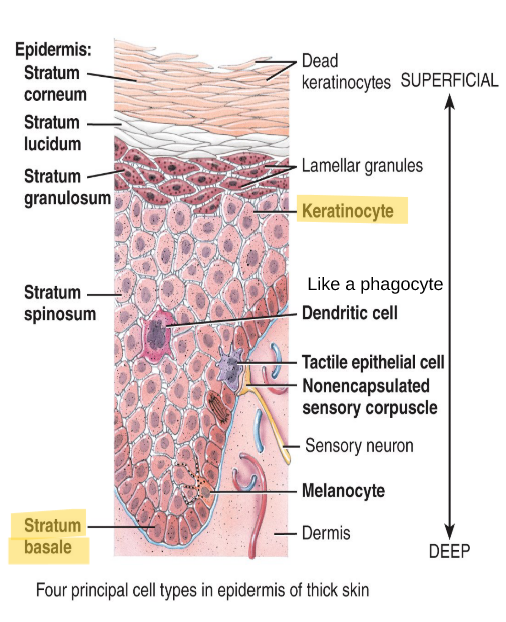 <p>A single row of cuboidal or columnar keratinocytes</p>