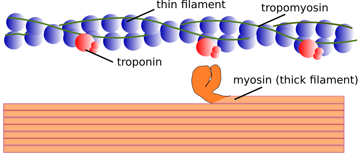 <p>State the Five steps that leads to myosin thick filament binding:</p>