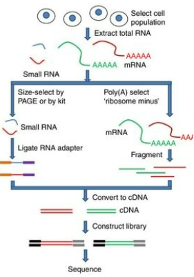 <p><strong>RNA-seq Purpose</strong>: RNA-seq is a technique used to study gene expression by analyzing the RNA from cells or tissue samples.</p><p><strong>cDNA Conversion</strong>: Before sequencing, RNA is converted into complementary DNA (cDNA) to create a library of the sample.</p><p><strong>NGS for RNA</strong>: NGS is then used to sequence the cDNA, enabling the determination of which genes are actively expressed.</p>