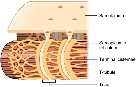 <p>Calcium from the sarcoplasmic reticulum and initiate contraction</p>