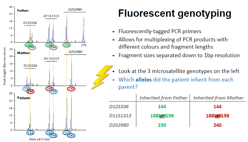 <p>Uses <strong>fluorescently-tagged PCR primers</strong> for DNA amplification.</p><p>Allows for <strong>multiplexing (multianalysis of dna samples simultaneously) of PCR products</strong>, using different colours and fragment lengths for analysis.</p><p><strong>Fragment sizes</strong> are separated with <strong>1bp resolution</strong> for precise identification.</p><p><strong>Genotyping of microsatellites</strong> involves identifying which alleles the patient inherited from each parent by examining the fluorescent signals.</p>