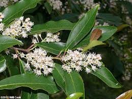 <p>Carolina Laurel Cherry</p>