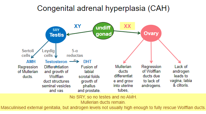 <p>Salt-wasting due to lack of aldosterone.</p>