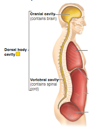 <p>1. The cranial cavity (head)</p><p>2. The vertebral cavity (spinal cord) </p>