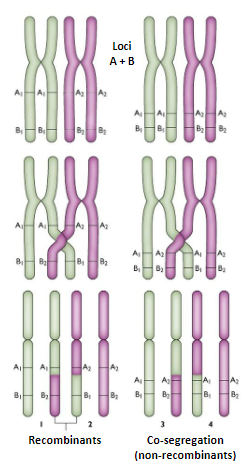 <p><strong>Genetic linkage</strong> refers to the tendency for alleles at neighbouring loci to segregate together during meiosis.</p><p><strong>Crossovers</strong> are more likely to occur between loci that are separated by some distance than between loci that are close together on the chromosome.</p><p>For two loci to be <strong>linked</strong>, they must lie very close together on the chromosome.</p><p>A <strong>haplotype</strong> defines multiple alleles at linked loci, and these chromosomal segments can be tracked through pedigrees and populations.</p>