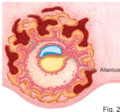 <p>- a projection off the yolk sac </p><p>- forms umbilical cord and urinary bladder </p>