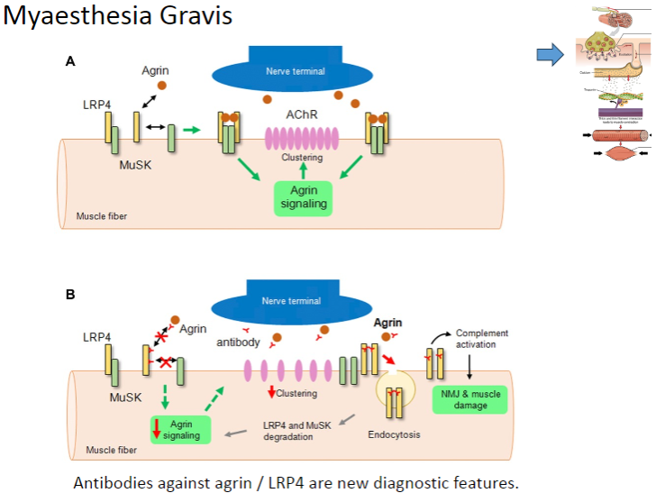 <p><strong>Antibodies against Agrin</strong></p><p><strong>Antibodies against LRP4</strong></p><p>These antibodies are now used as diagnostic markers for <strong>Myasthenia Gravis</strong>.</p>