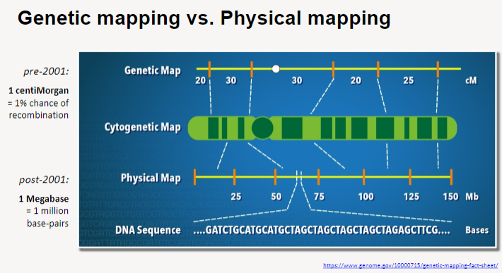 <p>What is the difference between genetic mapping and physical mapping? (3)</p>