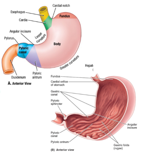 <p>The stomach contains rugae, which are folds in its inner lining that allow for expansion. It has an extra muscle layer, the oblique layer, aiding in mechanical digestion. The gastroesophageal sphincter is a physiological sphincter controlling the passage of food from the esophagus into the stomach. Externally, the stomach is influenced by the diaphragm and exhibits a curved shape. The pyloric sphincter is an anatomical structure at the exit of the stomach, composed of circular fibers.</p>