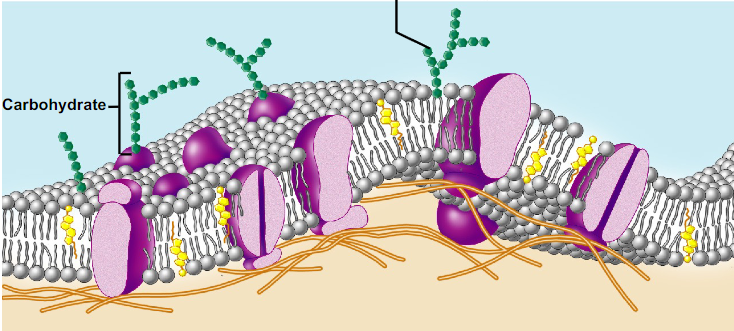 <p>Only on outer surface of cell, bound to proteins or lipids and fcns to anchor cells together or as cell recognition (ex: sperm cell recognizes egg cell)</p>