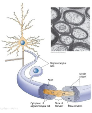 <p>Oligodendrocytes and Schwann cells are glial cells that provide myelin, a membranous sheath around axons.</p><p>Myelin helps speed up nerve signal transmission.</p>