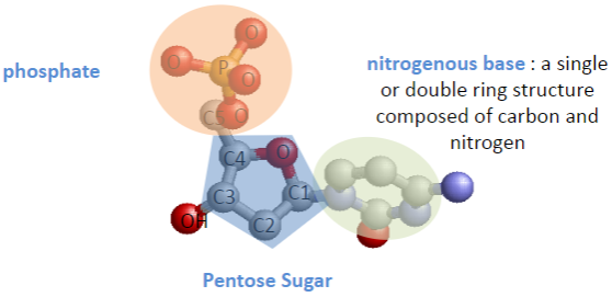 <p>Nitrogenous base (single or double ring composed of carbon and nitrogen)</p><p>Phosphate group</p><p>Pentose sugar</p>