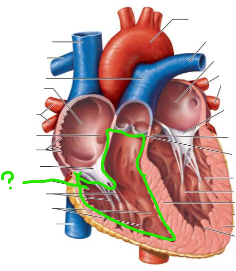 <p>name</p><p>___________into the <strong>_______________</strong> which routes blood to the ______ for _____________</p>