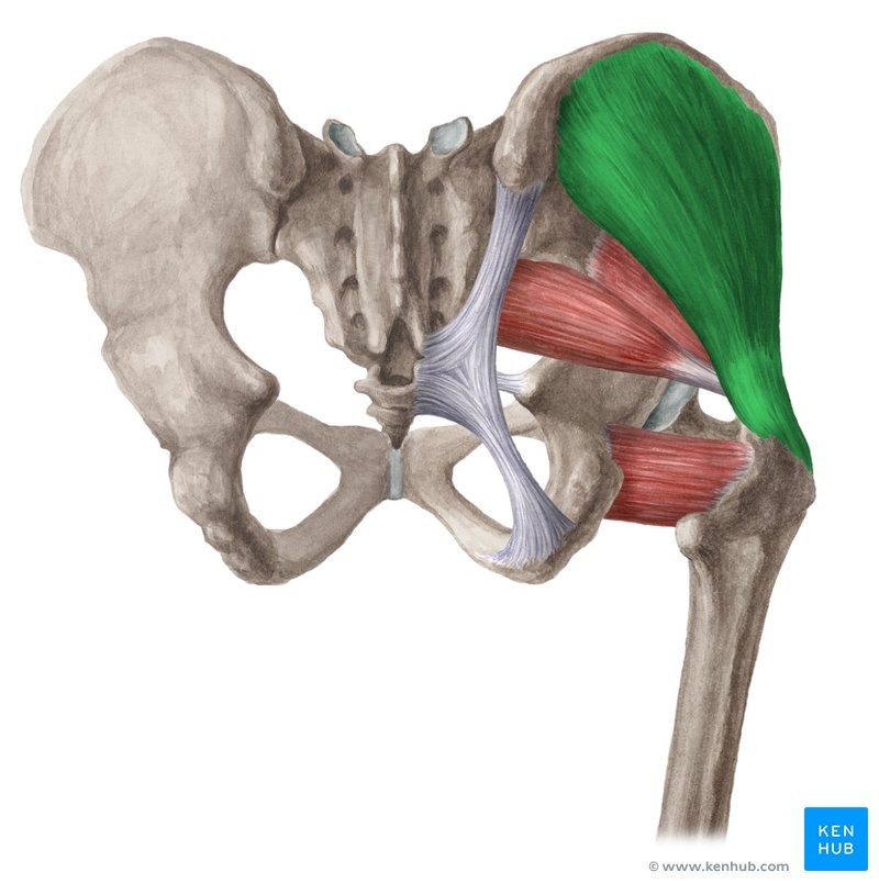<p>IGA</p><p>ilium</p><p>Greater trochanter of femur</p><p>Abducts and rotates femur medially</p><p>Hip</p>