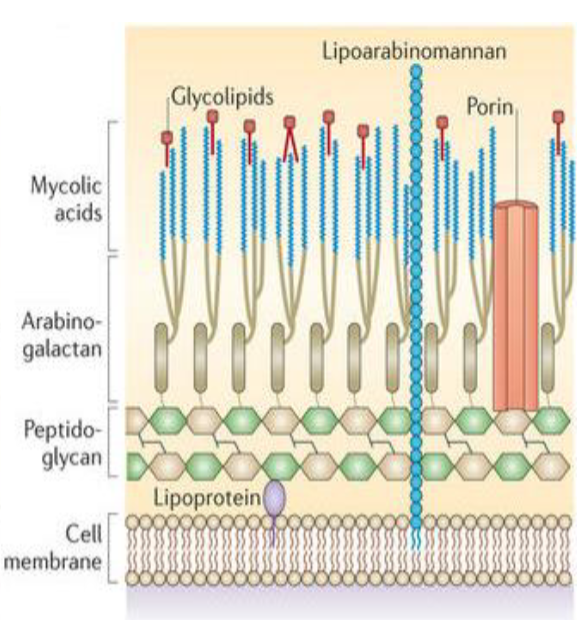 <p><strong>Cell Wall Composition:</strong></p><p>Includes a <span class="tt-bg-yellow">high concentration of mycolic acids</span>, long-chain fatty acids that contribute to the acid-fastness of the cell wall.</p><p>The presence of mycolic acids in the cell wall makes these bacteria resistant to the decolorization step during staining procedures</p><p><strong>Staining Techniques:</strong></p><p>Staining involves the use of <span class="tt-bg-red">carbolfuchsin</span>, <span class="tt-bg-red">which is a red dye</span>, and a strong decolorizing agent such as acid-alcohol.</p><p><span class="tt-bg-red">Acid-fast bacteria retain the red stain even after decolorization</span>, while non-acid-fast bacteria lose the stain</p><p><strong>Examples of Acid-Fast Bacteria:</strong></p><p>The most well-known group of acid-fast bacteria belongs to the genus Mycobacterium</p>