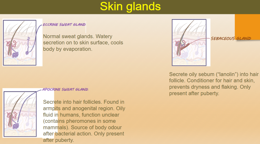 <p>Apocrine sweat glands secrete an oily fluid into hair follicles.</p><p>These glands are found in the armpits and anogenital region.</p><p>The function of apocrine glands is unclear in humans but can contain pheromones in some mammals and are a source of body odor after bacterial action.</p>