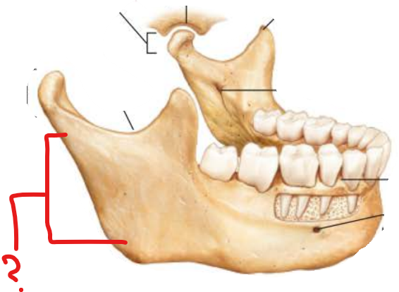 <p>Ramus of Mandible</p>