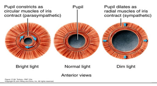 <p>circular - allows constriction of the pupil; PNS</p><p>radial - allows dilation of the pupils; SNS</p>