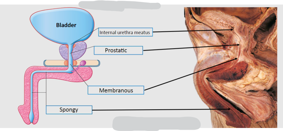 <p>The male urethra is divided into three parts: prostatic, membranous, and spongy urethra.</p>