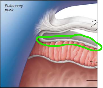 <p>name the external structure </p>