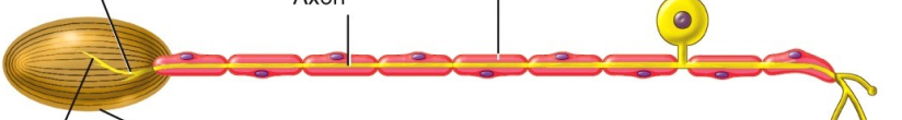 <p>What type of nerve ending is this and what does it detect?</p>