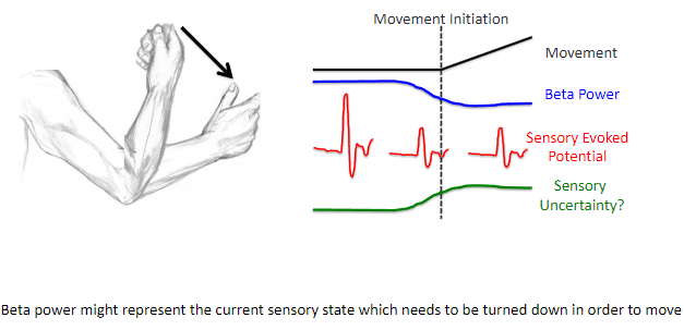 <p>Beta power might represent the current sensory state, which needs to be turned down to initiate movement.</p><p>Reducing beta power helps transition from the current stable sensory state to a new state, enabling movement to occur.</p>