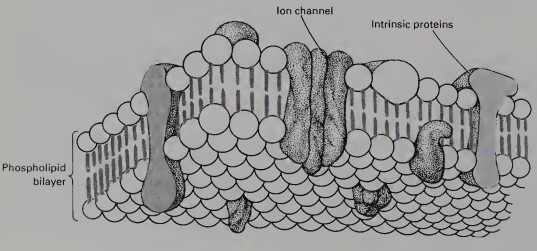 <p>A cell's plasma membrane is composed of a </p>