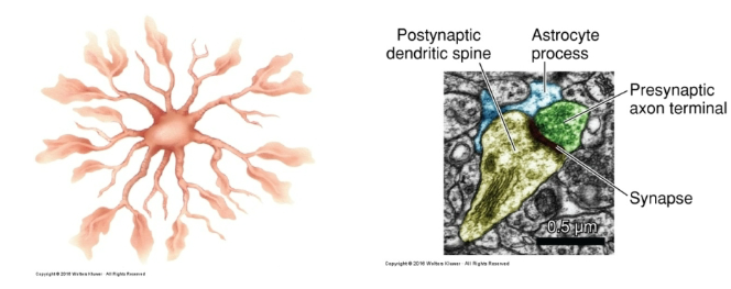 <p>Astrocytes regulate the extracellular environment of the brain by enclosing synaptic junctions and removing neurotransmitters from the synaptic cleft.</p>