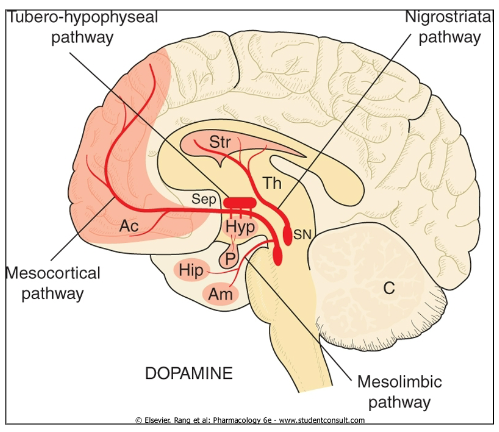 <p>Movement</p><p>Reward</p><p>Inhibition of prolactin release</p><p>Memory consolidation</p><p>Parkinson’s Disease</p><p>Schizophrenia</p><p>Addiction</p>