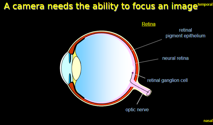 <p><strong>Retinal pigment epithelium:</strong> Supports photoreceptor cells by providing nutrients and absorbing excess light.</p><p><strong>Neural retina:</strong> Contains photoreceptor cells (rods and cones) that detect light and convert it into electrical signals.</p><p><strong>Retinal ganglion cells:</strong> Receive signals from photoreceptors and transmit them to the brain via the optic nerve.</p><p><strong>Optic nerve:</strong> Carries visual information from the retina to the visual cortex in the brain.</p>