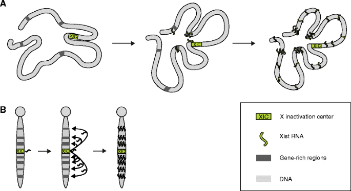 <p>The Xist gene is transcribed as a long noncoding RNA (lncRNA) from the X-inactivation center (Xic).</p><p>It binds all over the X-chromosome to initiate X-inactivation.</p>