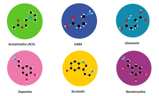 <p>GABA</p><p>Dopamine</p><p>Serotonin</p><p>Acetylcholine (ACh)</p><p>Noradrenaline</p><p>Glutamate</p>