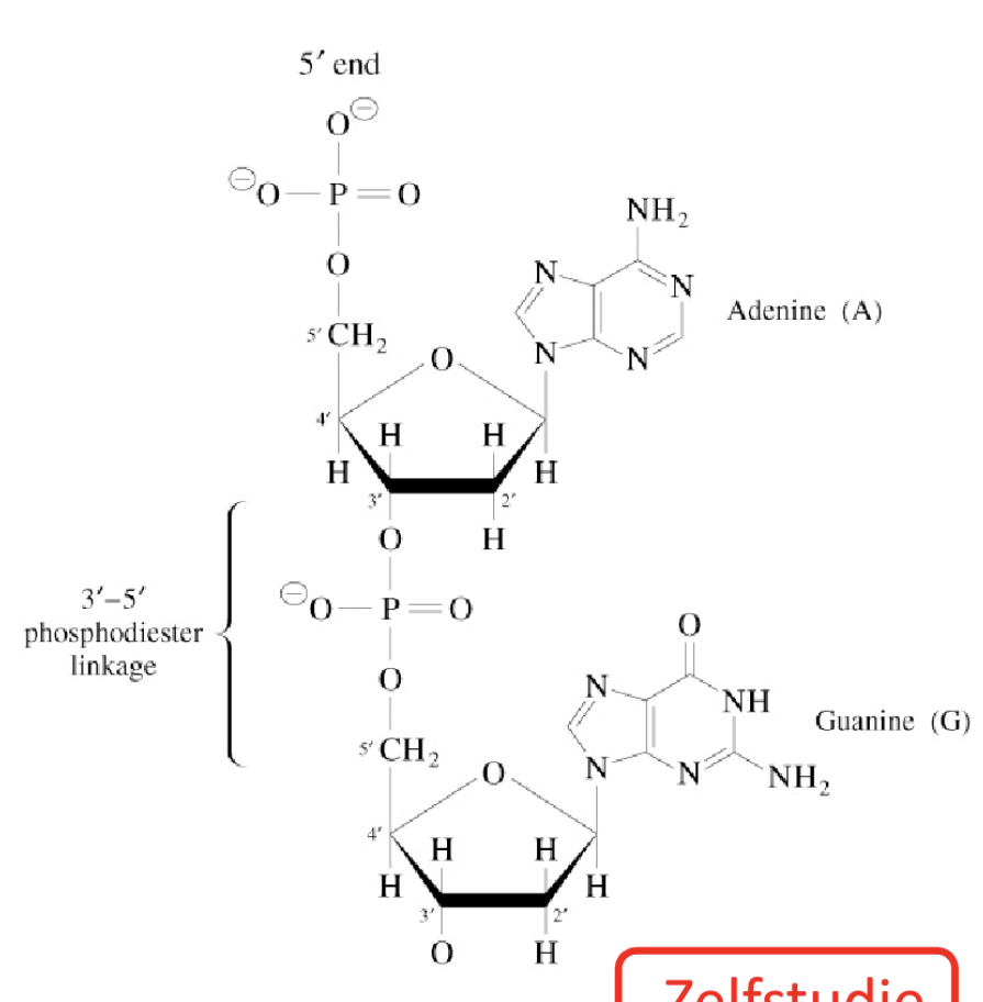 Biochemie: info uit slides Test and Flashcards