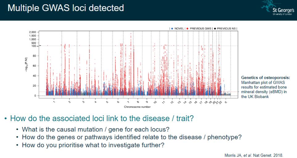 <p><strong>Link to disease/trait</strong>: Understanding how the loci identified contribute to the disease or phenotype.</p><p><strong>Causal mutation/gene</strong>: Identifying the specific mutation or gene responsible for each associated locus.</p><p><strong>Gene/pathway relationship</strong>: Investigating how the genes and pathways identified are involved in the disease process.</p><p><strong>Prioritization</strong>: Deciding which loci or genes to focus on for further investigation, based on their relevance to the disease.</p>