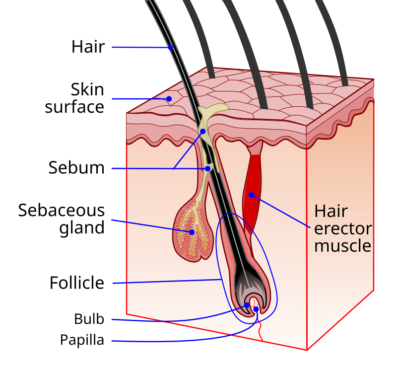 <p>The hair strand is composed of the shaft, root, and bulb.</p><p>The bulb sits in a pouch-like structure called the hair follicle.</p><p>The hair follicle is made of epidermal tissue and extends into the dermis.</p>