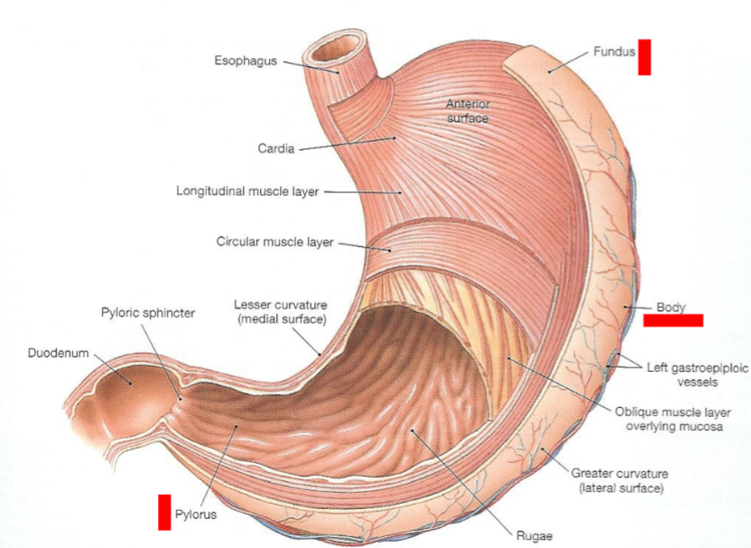 <p>The thick-walled lower portion of the stomach secretes increased gastrin, which mediates acid secretion (HCl secretion)</p>