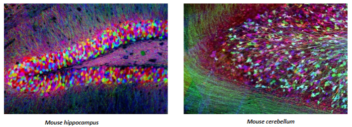 <p><strong>Definition:</strong> Genetically engineered mice where individual neurons or glial cells are labeled with fluorescent proteins.</p><p><strong>Visualization techniques:</strong> Fluorescence microscopy and genetic manipulation (e.g., Cre-Lox system).</p>